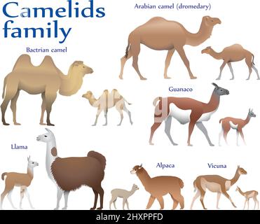 Sammlung von verschiedenen Säugetierarten der Kamelfamilie, Erwachsenen und Jungen, in Farbbild: baktrian Kamel, arabian Kamel (Dromedar), Lama, Alpaka Stock Vektor