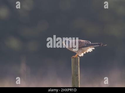 Eine klare Aufnahme eines schönen männlichen Kestrel, der auf einem Posten sitzt und gerade sein Mittagessen gegessen hat. Ein kleines Stück der Wühlmaus noch in seinem Schnabel. Suffolk, Großbritannien. Stockfoto