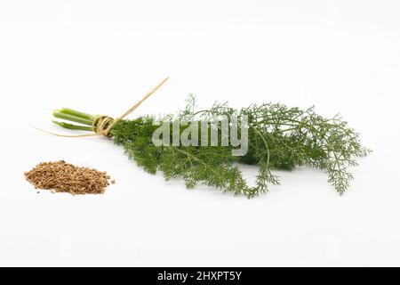 Frischer Fenchel und seine Samen auf Holzbrett mit weißem Hintergrund, Foeniculum vulgare, aromatische Pflanze Stockfoto