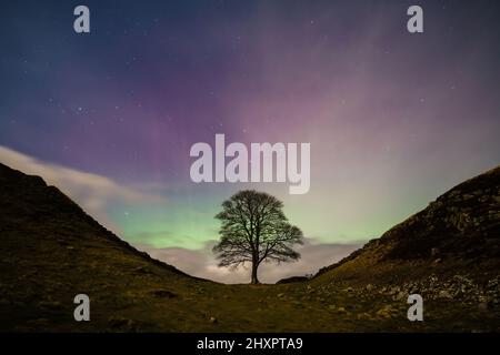 Die Aurora Borealis bei Sycamore Gap entlang der Hadrianmauer in Northumberland, Großbritannien, 13.. März 2022 Stockfoto