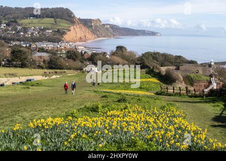 Sidmouth, 14.. März 22 von Ende Februar bis März verwandelt sich die Regency-Küstenstadt Sidmouth in einen Dunst aus goldenen Narzissen, das „Tal der Millionen Glühbirnen“ genannt wird. Nach einem Vermächtnis des verstorbenen Millionärs Keith Owen begann die Pflanzung im Jahr 2013, bisher wurden über 623.000 Pflanzen gepflanzt. Da sich die Glühbirnen vervielfacht haben, hat das Tal nun längst die 1-Millionen-Marke überschritten, und das Display zieht Besucher aus der ganzen Welt an. Die Stadt veranstaltet nun jährlich einen „Daffodil Day“ und hat eine neue Sorte namens „Sidmouth Daffodil“ entwickelt. Kredit: Photo Central/Alamy Live Nachrichten Stockfoto