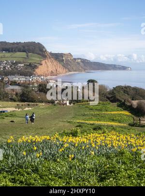 Sidmouth, 14.. März 22 von Ende Februar bis März verwandelt sich die Regency-Küstenstadt Sidmouth in einen Dunst aus goldenen Narzissen, das „Tal der Millionen Glühbirnen“ genannt wird. Nach einem Vermächtnis des verstorbenen Millionärs Keith Owen begann die Pflanzung im Jahr 2013, bisher wurden über 623.000 Pflanzen gepflanzt. Da sich die Glühbirnen vervielfacht haben, hat das Tal nun längst die 1-Millionen-Marke überschritten, und das Display zieht Besucher aus der ganzen Welt an. Die Stadt veranstaltet nun jährlich einen „Daffodil Day“ und hat eine neue Sorte namens „Sidmouth Daffodil“ entwickelt. Kredit: Photo Central/Alamy Live Nachrichten Stockfoto