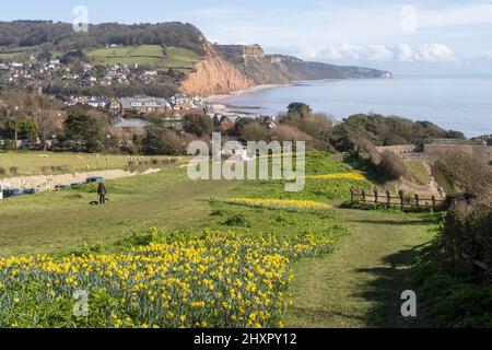 Sidmouth, 14.. März 22 von Ende Februar bis März verwandelt sich die Regency-Küstenstadt Sidmouth in einen Dunst aus goldenen Narzissen, das „Tal der Millionen Glühbirnen“ genannt wird. Nach einem Vermächtnis des verstorbenen Millionärs Keith Owen begann die Pflanzung im Jahr 2013, bisher wurden über 623.000 Pflanzen gepflanzt. Da sich die Glühbirnen vervielfacht haben, hat das Tal nun längst die 1-Millionen-Marke überschritten, und das Display zieht Besucher aus der ganzen Welt an. Die Stadt veranstaltet nun jährlich einen „Daffodil Day“ und hat eine neue Sorte namens „Sidmouth Daffodil“ entwickelt. Kredit: Photo Central/Alamy Live Nachrichten Stockfoto