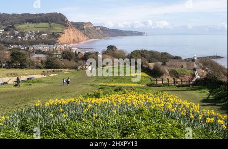 Sidmouth, 14.. März 22 von Ende Februar bis März verwandelt sich die Regency-Küstenstadt Sidmouth in einen Dunst aus goldenen Narzissen, das „Tal der Millionen Glühbirnen“ genannt wird. Nach einem Vermächtnis des verstorbenen Millionärs Keith Owen begann die Pflanzung im Jahr 2013, bisher wurden über 623.000 Pflanzen gepflanzt. Da sich die Glühbirnen vervielfacht haben, hat das Tal nun längst die 1-Millionen-Marke überschritten, und das Display zieht Besucher aus der ganzen Welt an. Die Stadt veranstaltet nun jährlich einen „Daffodil Day“ und hat eine neue Sorte namens „Sidmouth Daffodil“ entwickelt. Kredit: Photo Central/Alamy Live Nachrichten Stockfoto