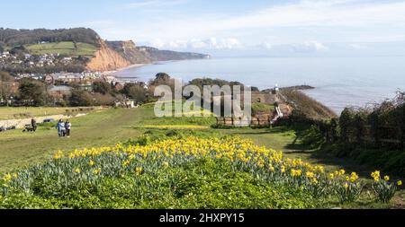 Sidmouth, 14.. März 22 von Ende Februar bis März verwandelt sich die Regency-Küstenstadt Sidmouth in einen Dunst aus goldenen Narzissen, das „Tal der Millionen Glühbirnen“ genannt wird. Nach einem Vermächtnis des verstorbenen Millionärs Keith Owen begann die Pflanzung im Jahr 2013, bisher wurden über 623.000 Pflanzen gepflanzt. Da sich die Glühbirnen vervielfacht haben, hat das Tal nun längst die 1-Millionen-Marke überschritten, und das Display zieht Besucher aus der ganzen Welt an. Die Stadt veranstaltet nun jährlich einen „Daffodil Day“ und hat eine neue Sorte namens „Sidmouth Daffodil“ entwickelt. Kredit: Photo Central/Alamy Live Nachrichten Stockfoto