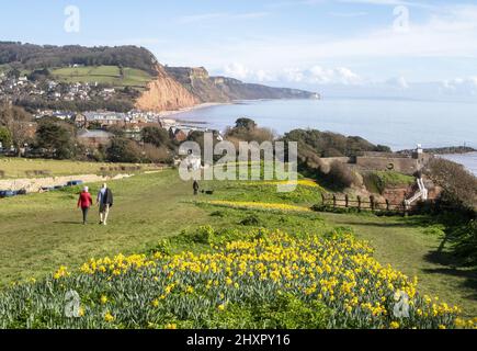 Sidmouth, 14.. März 22 von Ende Februar bis März verwandelt sich die Regency-Küstenstadt Sidmouth in einen Dunst aus goldenen Narzissen, das „Tal der Millionen Glühbirnen“ genannt wird. Nach einem Vermächtnis des verstorbenen Millionärs Keith Owen begann die Pflanzung im Jahr 2013, bisher wurden über 623.000 Pflanzen gepflanzt. Da sich die Glühbirnen vervielfacht haben, hat das Tal nun längst die 1-Millionen-Marke überschritten, und das Display zieht Besucher aus der ganzen Welt an. Die Stadt veranstaltet nun jährlich einen „Daffodil Day“ und hat eine neue Sorte namens „Sidmouth Daffodil“ entwickelt. Kredit: Photo Central/Alamy Live Nachrichten Stockfoto