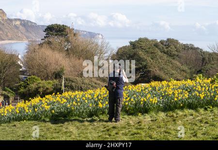 Sidmouth, 14.. März 22 von Ende Februar bis März verwandelt sich die Regency-Küstenstadt Sidmouth in einen Dunst aus goldenen Narzissen, das „Tal der Millionen Glühbirnen“ genannt wird. Nach einem Vermächtnis des verstorbenen Millionärs Keith Owen begann die Pflanzung im Jahr 2013, bisher wurden über 623.000 Pflanzen gepflanzt. Da sich die Glühbirnen vervielfacht haben, hat das Tal nun längst die 1-Millionen-Marke überschritten, und das Display zieht Besucher aus der ganzen Welt an. Die Stadt veranstaltet nun jährlich einen „Daffodil Day“ und hat eine neue Sorte namens „Sidmouth Daffodil“ entwickelt. Kredit: Photo Central/Alamy Live Nachrichten Stockfoto