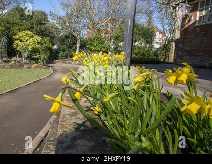 Sidmouth, 14.. März 22 im Bild: Parks und Gärten sind mit verschiedenen Narzissen-Arten gefüllt. Von Ende Februar bis März verwandelt sich die Regency-Küstenstadt Sidmouth in einen Dunst aus goldenen Narzissen, das „Valley of A Million Bulbs“ genannt wird. Nach einem Vermächtnis des verstorbenen Millionärs Keith Owen begann die Pflanzung im Jahr 2013, bisher wurden über 623.000 Pflanzen gepflanzt. Da sich die Glühbirnen vervielfacht haben, hat das Tal nun längst die 1-Millionen-Marke überschritten, und das Display zieht Besucher aus der ganzen Welt an. Die Stadt veranstaltet nun jährlich einen „Daffodil Day“ und hat einen neuen Namen für die Sorte A entwickelt Stockfoto