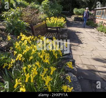 Sidmouth, 14.. März 22 im Bild: Parks und Gärten sind mit verschiedenen Narzissen-Arten gefüllt. Von Ende Februar bis März verwandelt sich die Regency-Küstenstadt Sidmouth in einen Dunst aus goldenen Narzissen, das „Valley of A Million Bulbs“ genannt wird. Nach einem Vermächtnis des verstorbenen Millionärs Keith Owen begann die Pflanzung im Jahr 2013, bisher wurden über 623.000 Pflanzen gepflanzt. Da sich die Glühbirnen vervielfacht haben, hat das Tal nun längst die 1-Millionen-Marke überschritten, und das Display zieht Besucher aus der ganzen Welt an. Die Stadt veranstaltet nun jährlich einen „Daffodil Day“ und hat einen neuen Namen für die Sorte A entwickelt Stockfoto