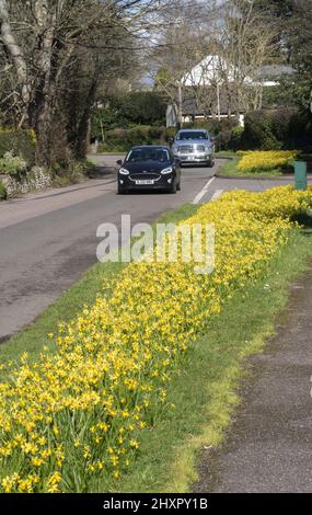 Sidmouth, 14.. März 22 im Bild: Straßenrändern bieten Narzissen eine weitere Gelegenheit zu glänzen. Von Ende Februar bis März verwandelt sich die Regency-Küstenstadt Sidmouth in einen Dunst aus goldenen Narzissen, das „Valley of A Million Bulbs“ genannt wird. Nach einem Vermächtnis des verstorbenen Millionärs Keith Owen begann die Pflanzung im Jahr 2013, bisher wurden über 623.000 Pflanzen gepflanzt. Da sich die Glühbirnen vervielfacht haben, hat das Tal nun längst die 1-Millionen-Marke überschritten, und das Display zieht Besucher aus der ganzen Welt an. Die Stadt veranstaltet nun jährlich einen „Daffodil Day“ und hat eine neue A-Varie entwickelt Stockfoto