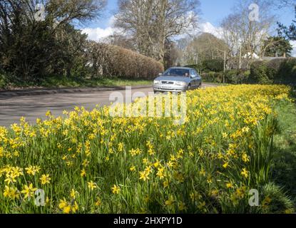 Sidmouth, 14.. März 22 im Bild: Straßenrändern bieten Narzissen eine weitere Gelegenheit zu glänzen. Von Ende Februar bis März verwandelt sich die Regency-Küstenstadt Sidmouth in einen Dunst aus goldenen Narzissen, das „Valley of A Million Bulbs“ genannt wird. Nach einem Vermächtnis des verstorbenen Millionärs Keith Owen begann die Pflanzung im Jahr 2013, bisher wurden über 623.000 Pflanzen gepflanzt. Da sich die Glühbirnen vervielfacht haben, hat das Tal nun längst die 1-Millionen-Marke überschritten, und das Display zieht Besucher aus der ganzen Welt an. Die Stadt veranstaltet nun jährlich einen „Daffodil Day“ und hat eine neue A-Varie entwickelt Stockfoto