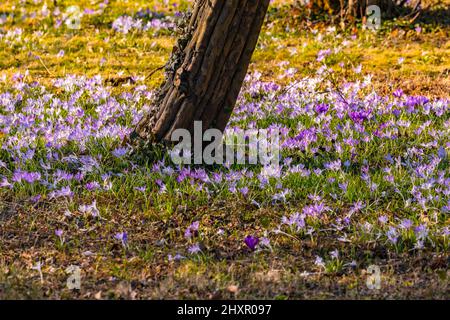 Eine märchenhafte Wiese voller violetter Krokusse unter einem Baum in Deutschland Stockfoto