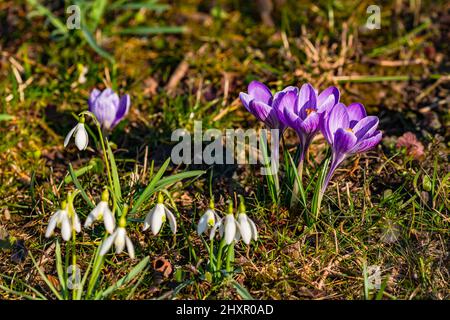 Malerisches Frühlingsbild mit mehreren Krokussen und Schneeglöckchen im Gras Stockfoto