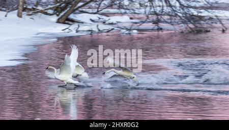 Ein Trompeter-Schwan jagt einige Eindringlinge auf dem Chippewa River im Norden von Wisconsin. Stockfoto