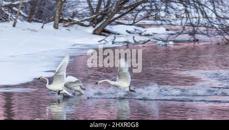 Ein Trompeter-Schwan jagt einige Eindringlinge auf dem Chippewa River im Norden von Wisconsin. Stockfoto