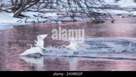 Ein Trompeter-Schwan jagt einige Eindringlinge auf dem Chippewa River im Norden von Wisconsin. Stockfoto