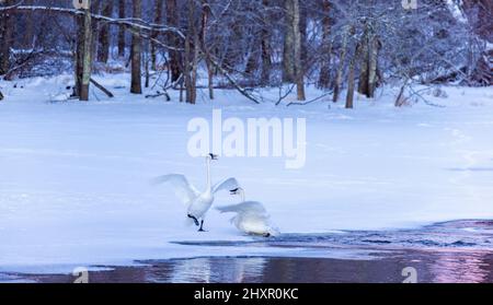 Trompeter-Schwäne, die das Werbenverhalten zeigen. Stockfoto