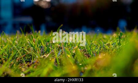 Blick auf unfokussige Gräser vom Boden aus. Natur Hintergrund Foto oder Carbon Netz Null Konzept. Stockfoto