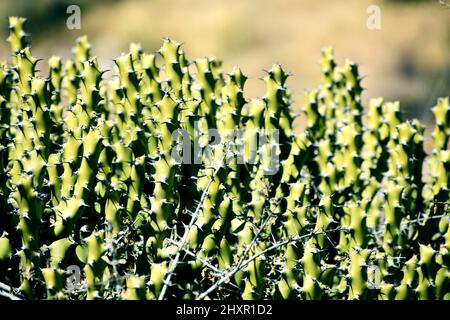 Schnapper der grünen Kaktuspflanze Stockfoto