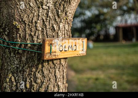 Olmo Baumdetail mit kleinem Schild mit Namen Stockfoto