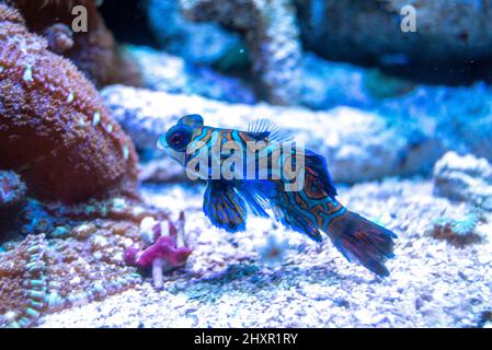 Exotische blaue und orangefarbene Fische im Aquarium, Synchiropus splendidus, Mandarinfische Stockfoto