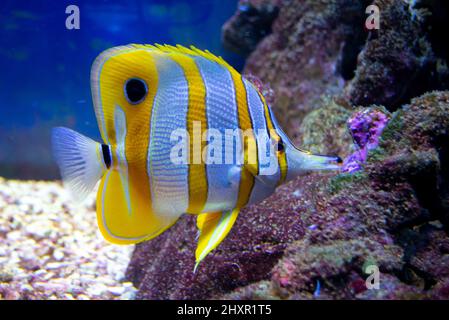 Exotische Fische im Aquarium, Chelmon rostratus, Copperband Butterflyfish Stockfoto