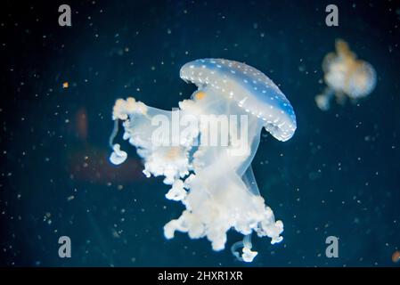 Weiße Quallen im Aquarium, Fassqualle Rhizostoma pulmo Stockfoto