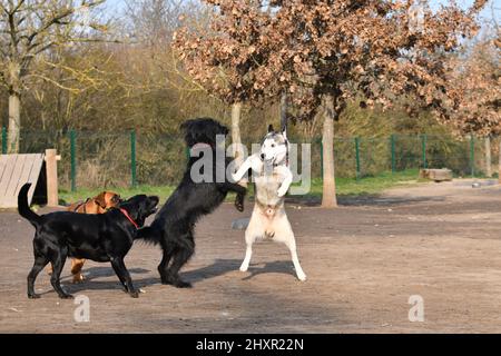 4 lustige verspielte Hunde. Stockfoto