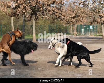 4 lustige verspielte Hunde Stockfoto