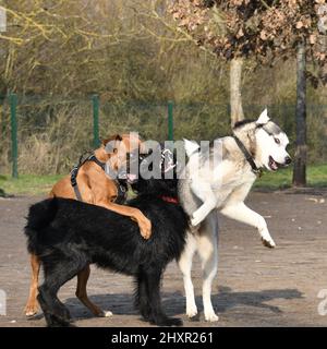 4 lustige verspielte Hunde Stockfoto