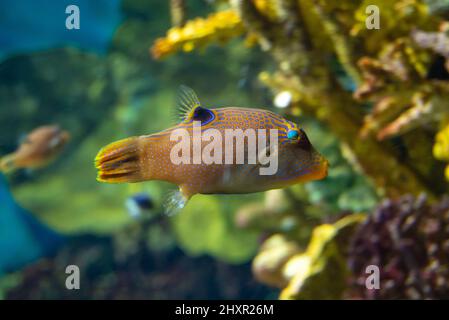 Exotische seltsame bunte Fische, Papuan toby, Canthigaster papua in einem Aquarium Stockfoto