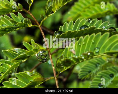 Ein Wassertropfen, der an einer Akazienbroschüre hängt und das umgebende Laub widerspiegelt. Stockfoto