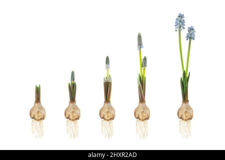 Wachstumsphasen einer blauen Traubenhyazinthe von der Blumenzwiebel bis zur blühenden Blume isoliert auf weißem Hintergrund Stockfoto