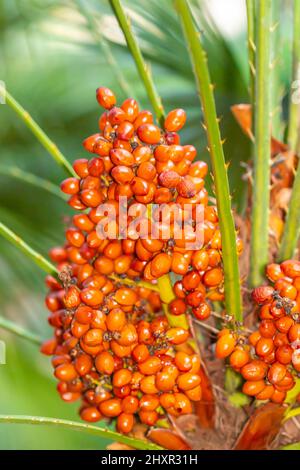 Frucht der typischen Zwergpalme (Chamaerops humilis). Stockfoto