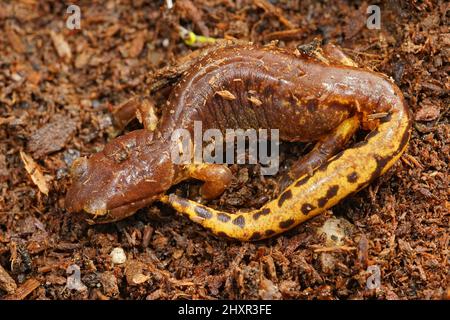 Nahaufnahme eines männlichen Painted Ensatina eschschscholtzii mit einem markanten farbigen Schwanz in Nordkalifornien Stockfoto