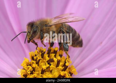 Nahaufnahme einer Honigbiene, APIs mellifera, die in einer purpurnen malva-Blume sitzt Stockfoto