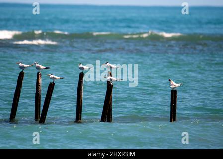 Seeschwalben, thront in Holzpfählen, Thalasseus maximus, königliche Seeschwalbe Stockfoto