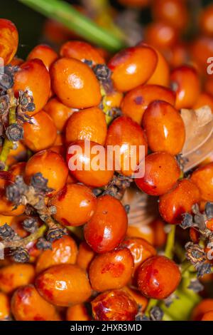 Frucht der typischen Zwergpalme (Chamaerops humilis). Stockfoto