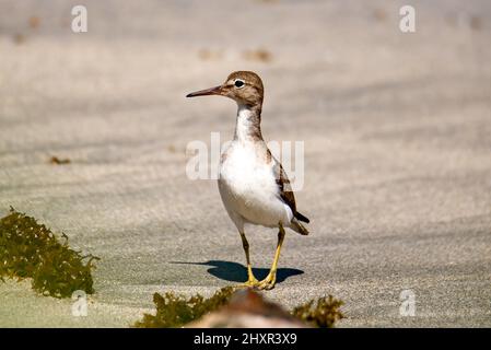 Shorebird an einem Strand, gesichtet Sandpiper Actitis macularius im Sand in Mittelamerika, Costa Rica Stockfoto