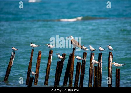 Seeschwalben und Fregattvögel im Meer, thront in Holzpfählen, Thalasseus maximus, Fregata magnificens Stockfoto