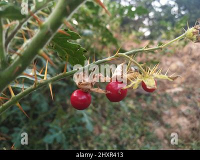 Rote Büffel-Bur-Pflanze der Art Solanum sisymbriifolium. Rote Frucht von solanum Stockfoto