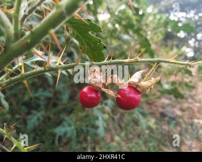 Rote Büffel-Bur-Pflanze der Art Solanum sisymbriifolium. Rote Frucht von solanum Stockfoto