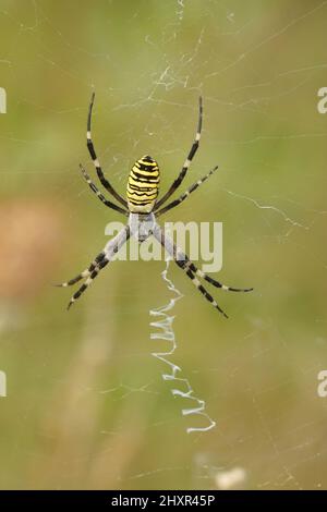 Nahaufnahme der Wespenspinne, Argiope bruennichi, in der Gard, Frankreich Stockfoto