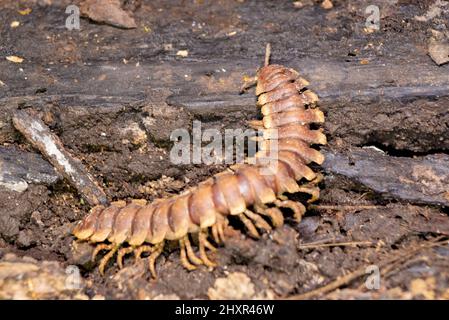 Riesenwanze, großer Tausendfüßler. python-Tausendfüßler, Nyssodesmus-Python Stockfoto