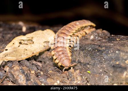 Riesenwanze, großer Tausendfüßler. python-Tausendfüßler, Nyssodesmus-Python Stockfoto