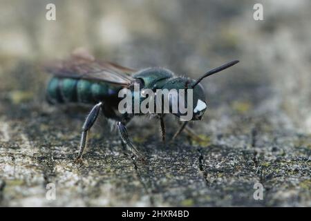 Detaillierte Nahaufnahme einer weiblichen kleinen blauen Zimmermannsbiene, Ceratina cyanea auf einem Stück Holz Stockfoto