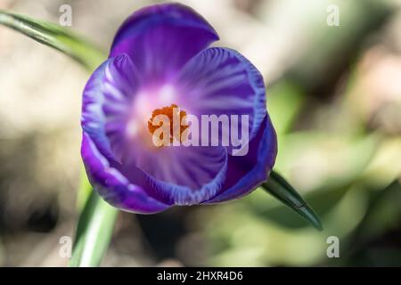 Nahaufnahme Der Krokusblüte Von Oben Stockfoto
