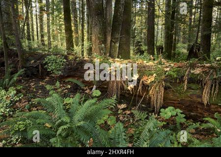 Herbstansicht von einem Waldweg aus Farnen, alten Baumstämmen auf dem Boden mit goldenen Herbstblättern bedeckt. Stockfoto