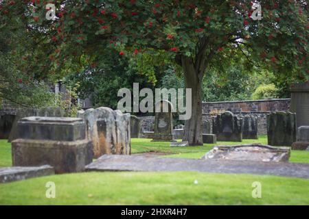 Grüner schottischer Friedhof mit schönem Baum mit roten Früchten Stockfoto