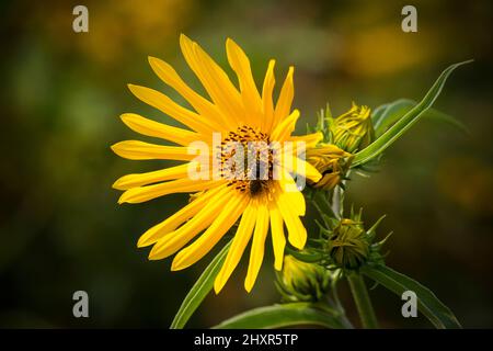 Eine Honigbiene auf einer hohen Sonnenblume in Pennsylvanias Pocono Mpuntains Stockfoto